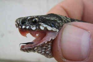 Otrovna zmija napala je dijete u regiji lviv Otrovna zmija napala je dijete u regiji lviv